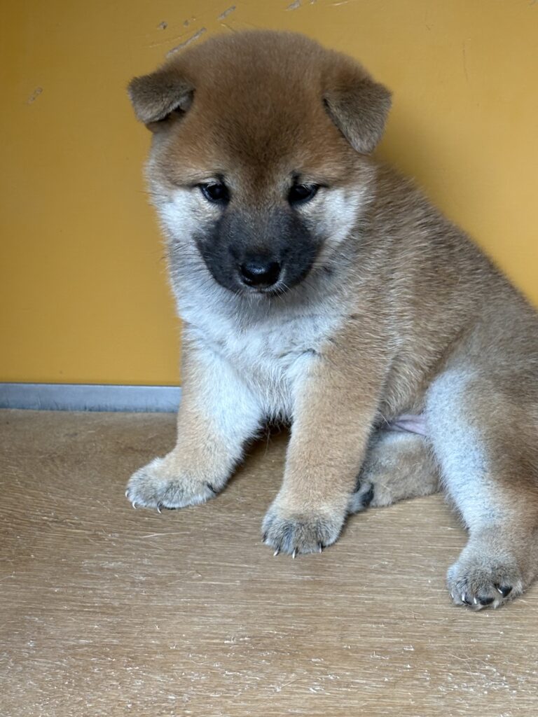 子犬　 雌　　標 準タイプ